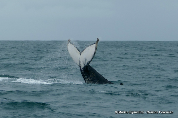 Humpback whale, South Africa